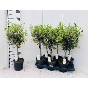 Olea europaea on stem