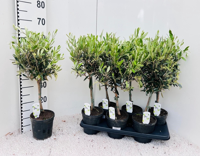 <h4>Olea europaea on stem</h4>