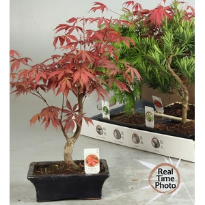 BONSAI GEM