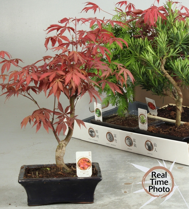 <h4>BONSAI GEM</h4>