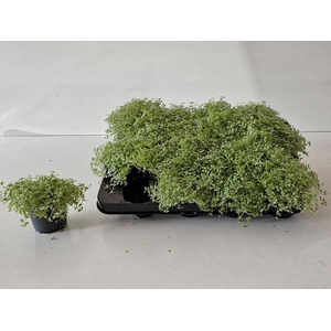 Soleirolia soleirolii Variegata 8Ø 10cm