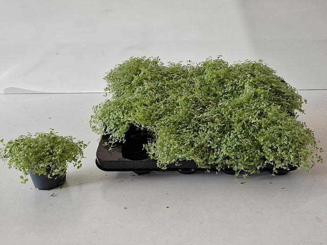 Soleirolia soleirolii Variegata 8Ø 10cm