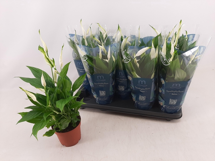 <h4>SPATH BELLINI</h4>