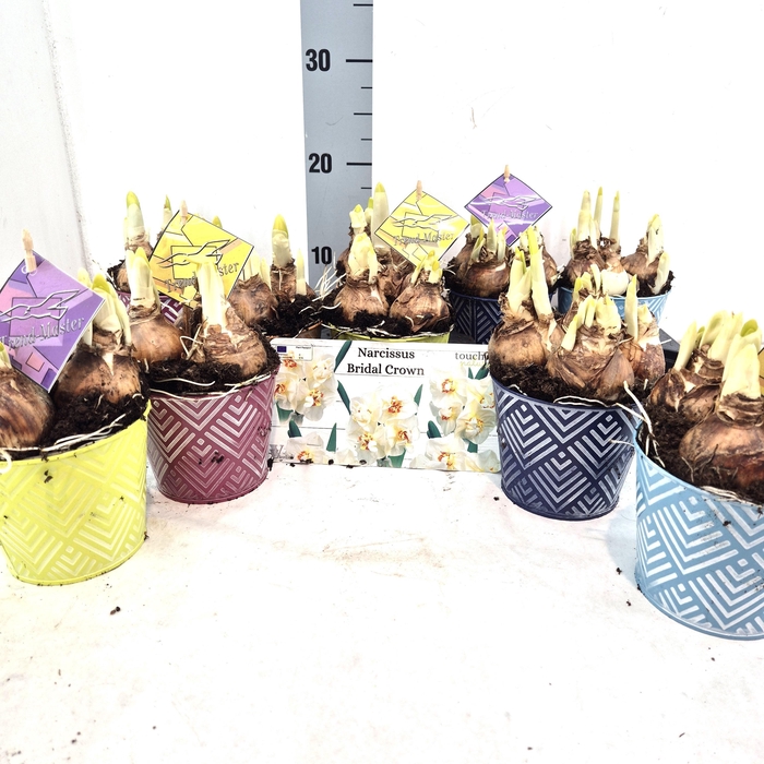 <h4>ARR NARCISSUS</h4>