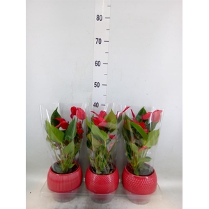 Anthurium andr. 'Mill Flowers Red'