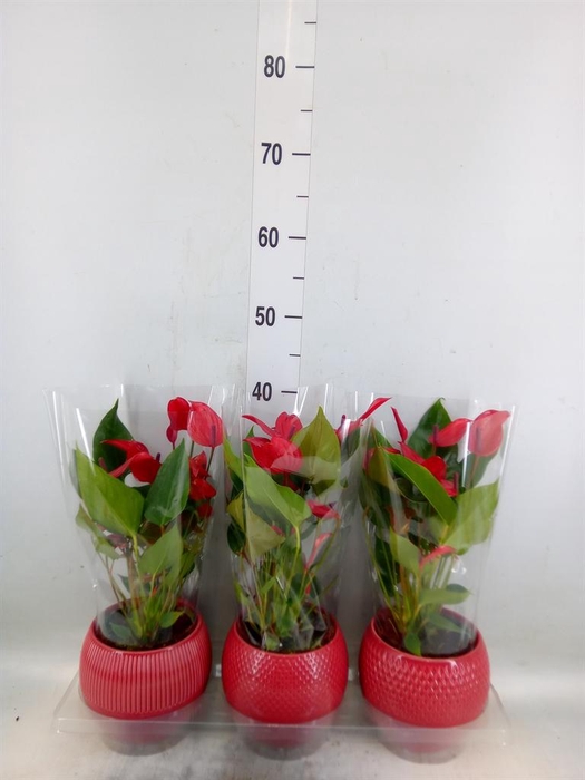 <h4>Anthurium andr. 'Mill Flowers Red'</h4>