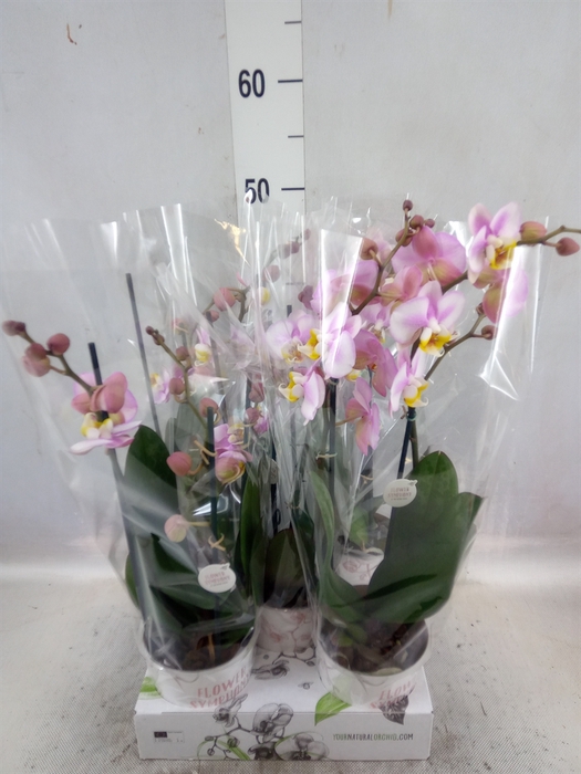 <h4>Phalaenopsis   ...rose</h4>