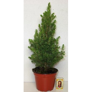 PICEA GLAUCA p13