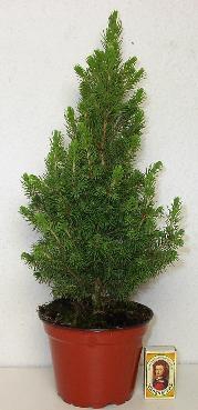 <h4>PICEA GLAUCA p13</h4>