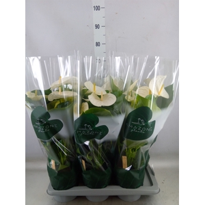 Anthurium andr. 'Samora'