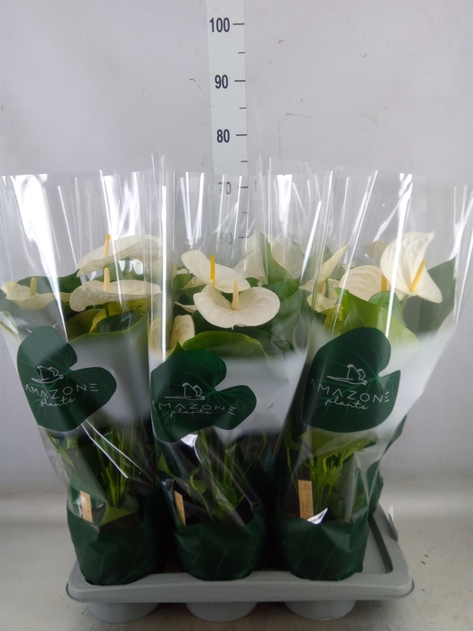<h4>Anthurium andr. 'Samora'</h4>