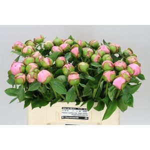 Paeonia Angel Cheeks