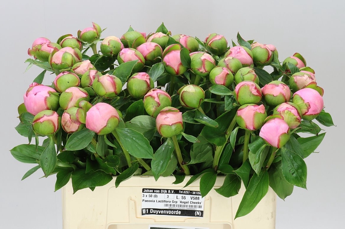 <h4>Paeonia Angel Cheeks</h4>