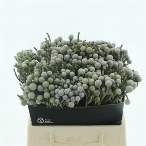 Kaaps Brunia Silver