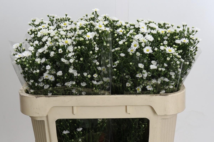 <h4>Aster Paquita</h4>