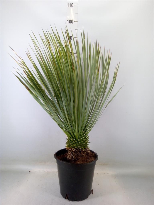 <h4>Yucca rostrata</h4>