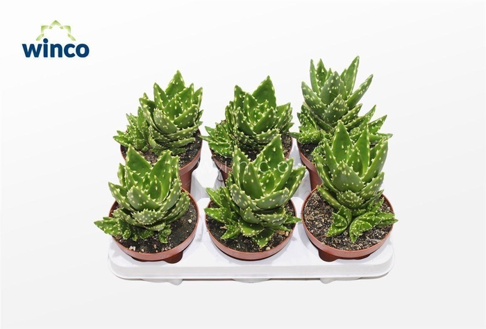 <h4>Aloe variegata 'Magic'</h4>
