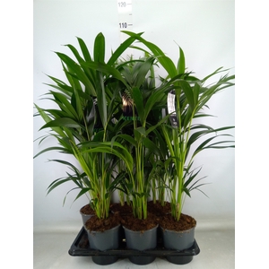 Howea forsteriana
