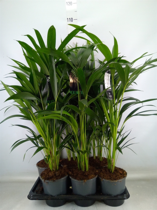 <h4>Howea forsteriana</h4>