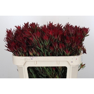 Leucadendron Blush Spray
