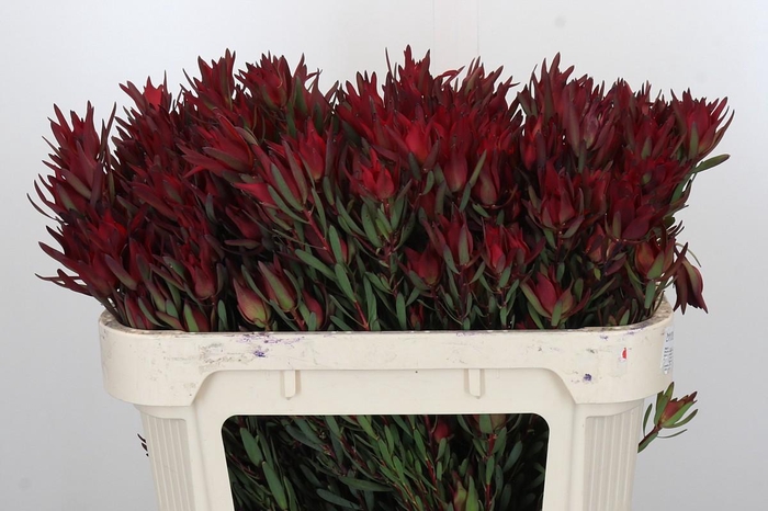 <h4>Leucadendron Blush Spray</h4>