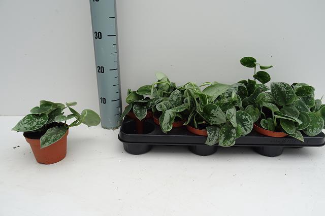 <h4>SCIND PICT SILVE ANN</h4>