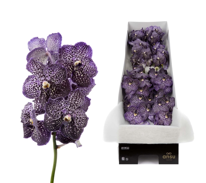 <h4>Vanda Jeff Leatham X10</h4>