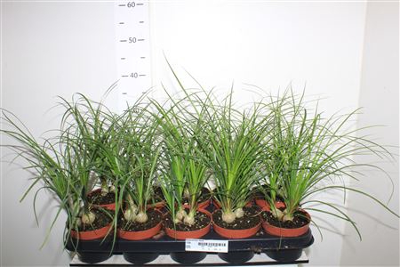 <h4>Beaucarnea Recur 3 Stekken</h4>