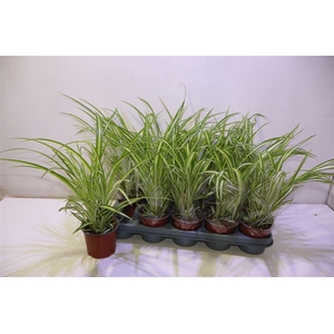 arr8 Chlor Com Variegatum