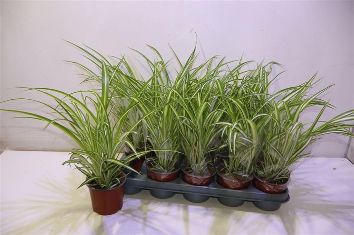 <h4>arr8 Chlor Com Variegatum</h4>