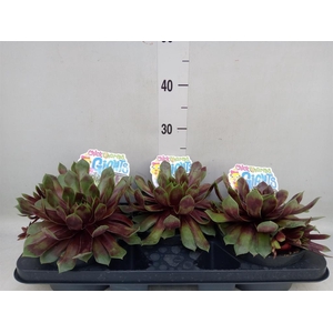 Sempervivum  'ChickCh Gi Emer Expl'