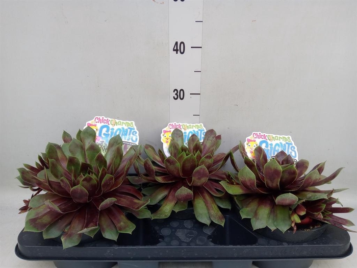 <h4>Sempervivum  'ChickCh Gi Emer Expl'</h4>