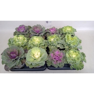 Brassica oler.