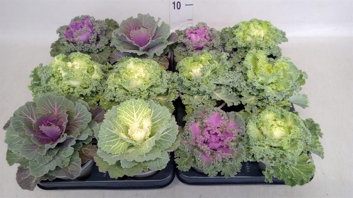 <h4>Brassica oler.</h4>