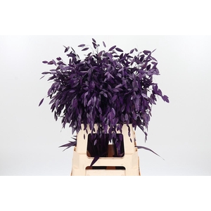 Chasmantium Kl Bh Aubergine