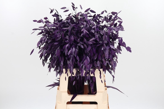 <h4>Chasmantium Kl Bh Aubergine</h4>