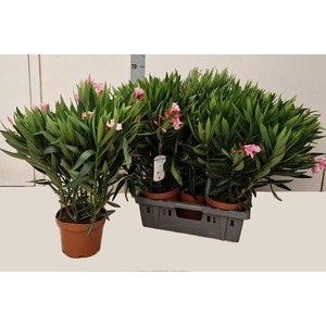 NERI OLEANDER