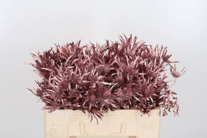 <h4>Eryn Supernova Kl Bh Rose Goud</h4>