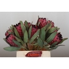 Protea Barbigera Ruby Princess Air
