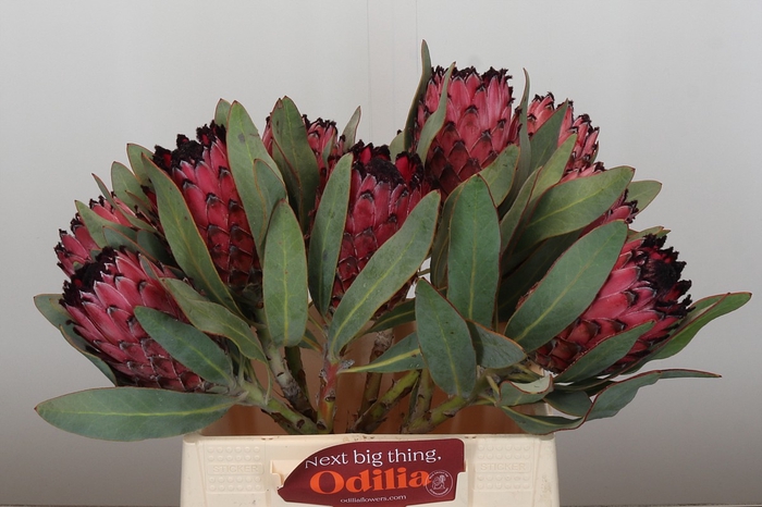 <h4>Protea Barbigera Ruby Princess Air</h4>
