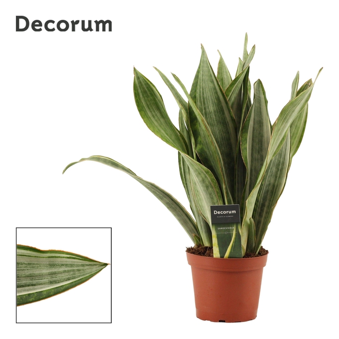 <h4>Sansevieria Aubrytiana 14 cm Marlowe(Decorum)</h4>