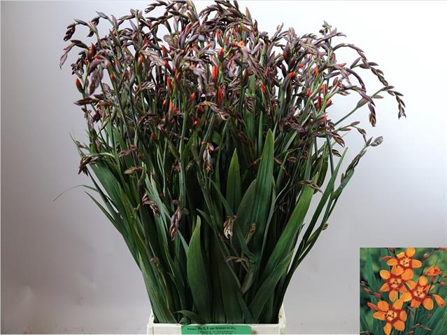 <h4>Crocosmia Emily Mckenzie Mientjes</h4>