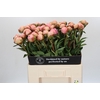 Paeonia Albert Crousse