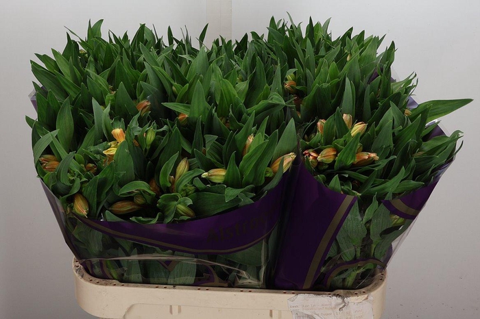 <h4>Alstr Aurora</h4>