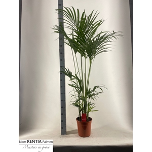 HOWEA FORSTERIANA