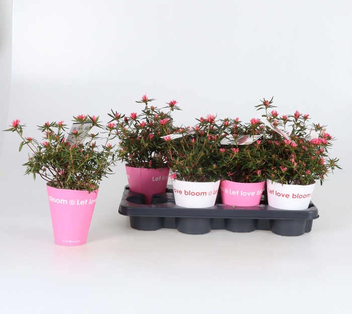 <h4>RHODO SI GEM</h4>