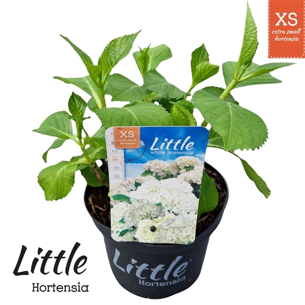 <h4>Hydrangea macr. 'Little White' ® (Little XS)</h4>