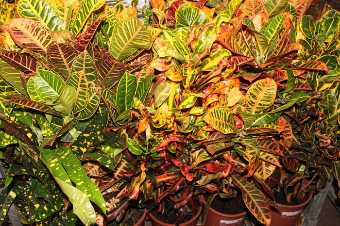 <h4>CROTON HIB VARIADO P24</h4>