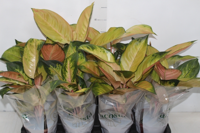 <h4>AGLAONEMA LAWAN P12</h4>