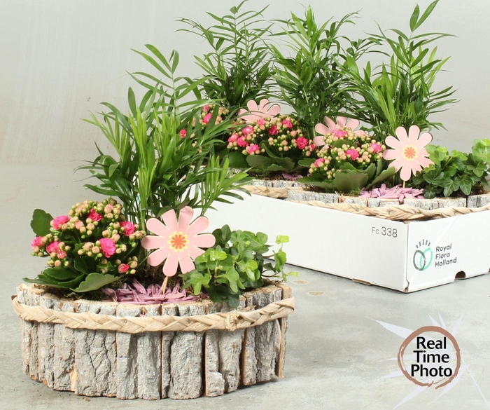 <h4>ARR KAMERPL</h4>